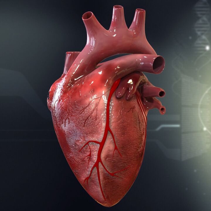 The human heart and hypertension